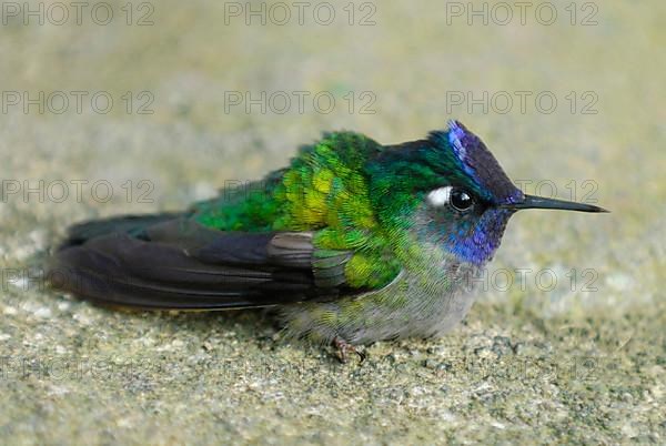 Violet-headed Hummingbird