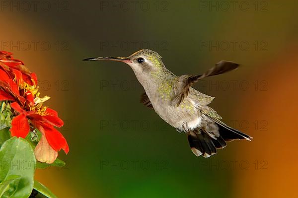 Broad-billed Hummingbird