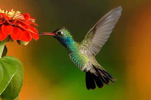 Broad-billed Hummingbird