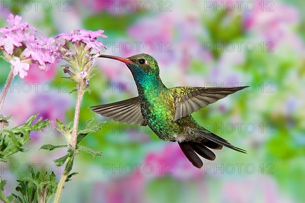 Broad-billed Hummingbird