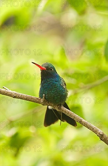 Broad-billed Hummingbird