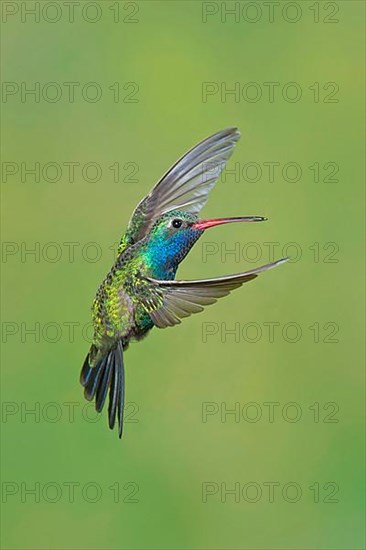 Broad-billed Hummingbird