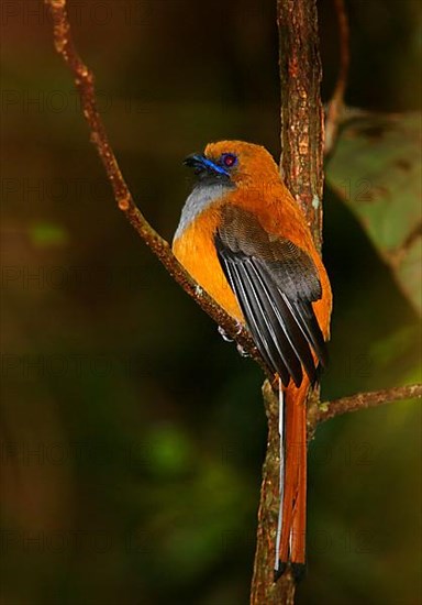 Whitehead's Trogon