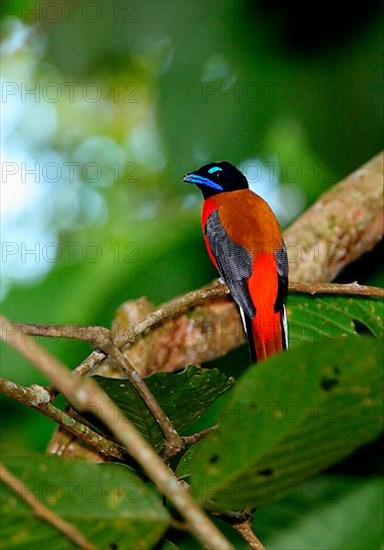 Scarlet-rumped trogon