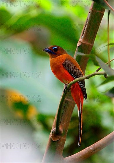 Scarlet-rumped trogon