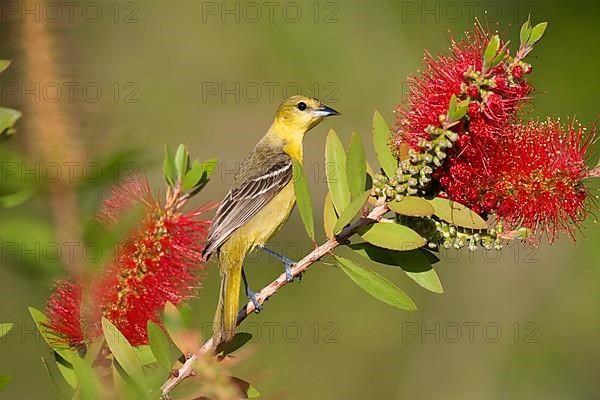 Adult female orchard oriole