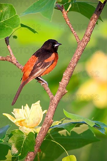 Orchard Oriole