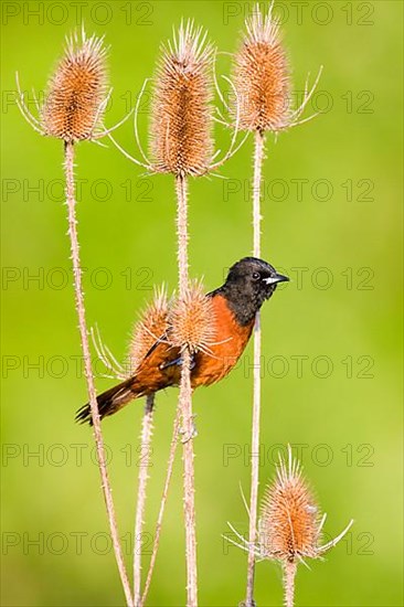 Orchard Oriole