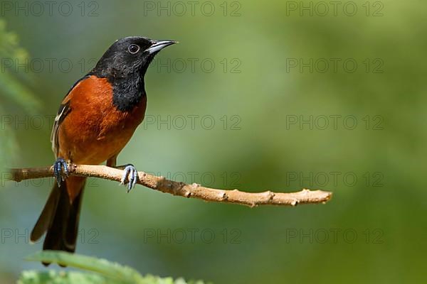 Orchard Oriole