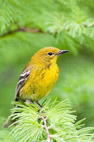 Pine warbler