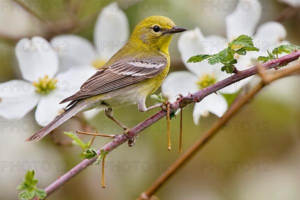 Pine warbler