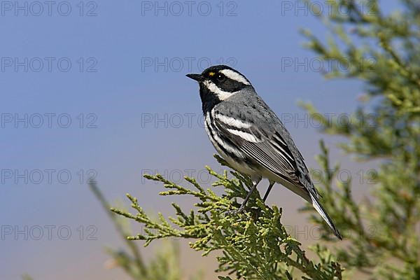 Black-throated Grey Warbler