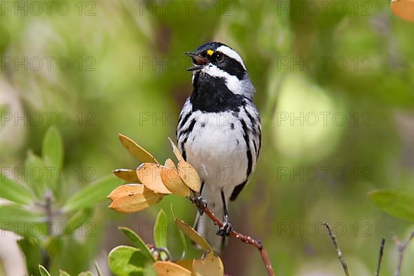 Black-throated Grey Warbler