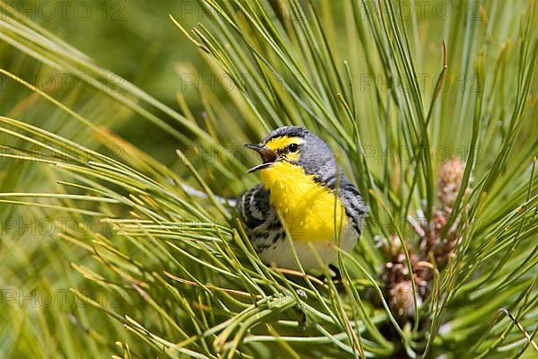 Grace's warbler