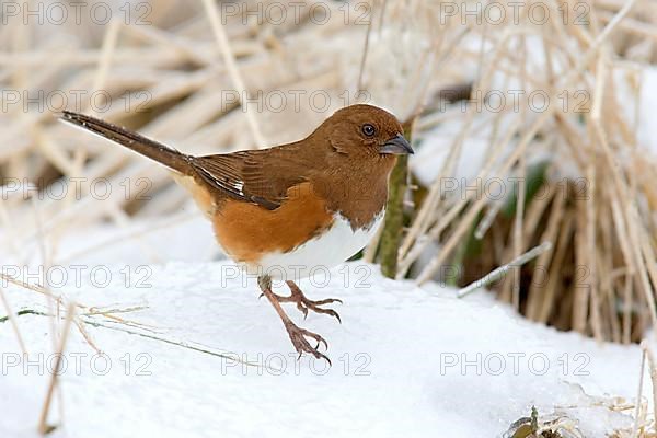 Eastern towhee