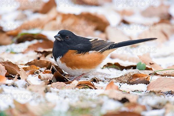 Eastern towhee