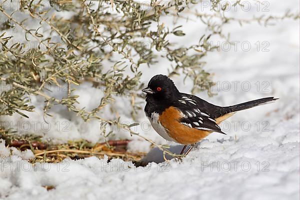 Eastern Towhee