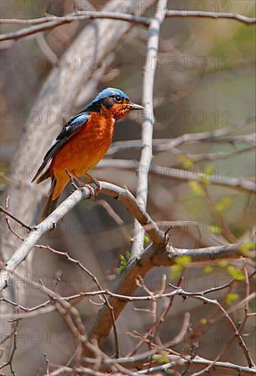 White-throated thrush