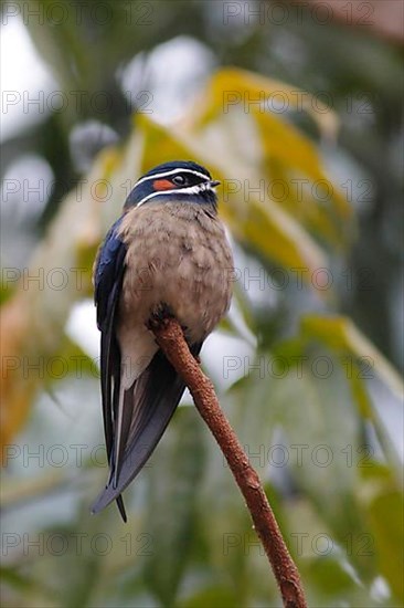 Whiskered Treeswift