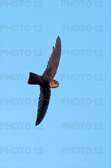 Mossy-nest Swiftlet