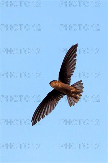 Edible-nest Swiftlet