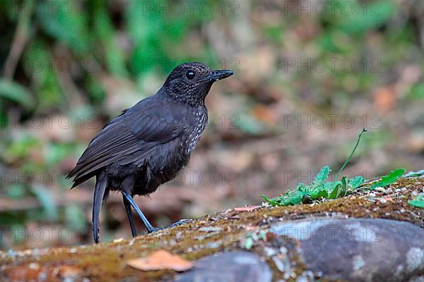 Bornean Whistling-thrush