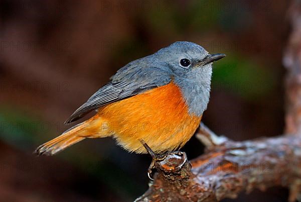 Forest Thrush