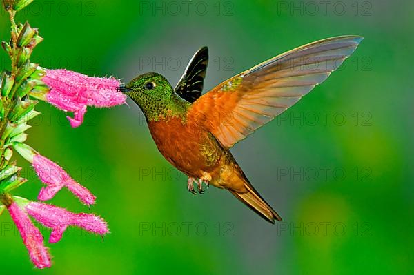 Red-bellied Hummingbird