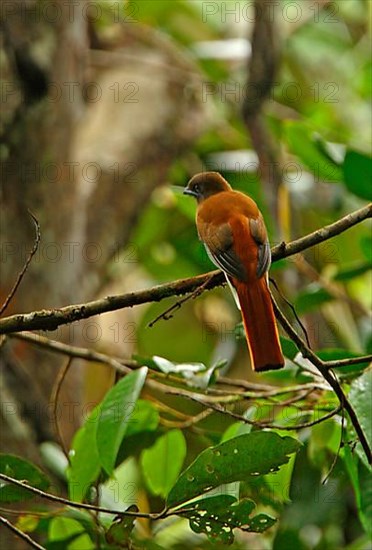 Malabar Trogon