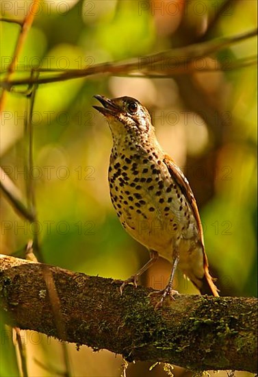 Spot-winged Thrush