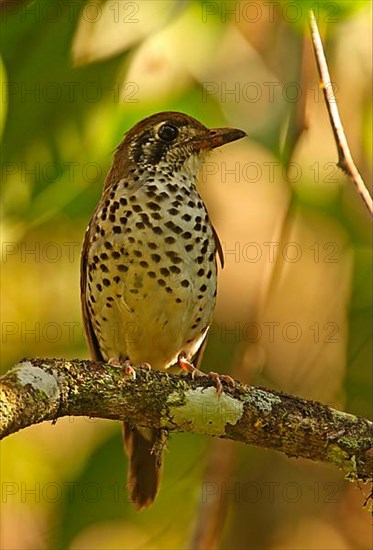 Spot-winged Thrush