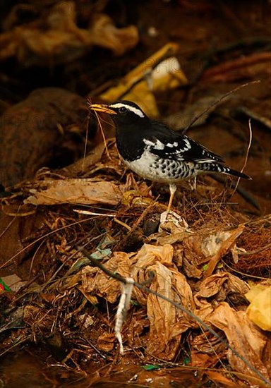 Pied Thrush