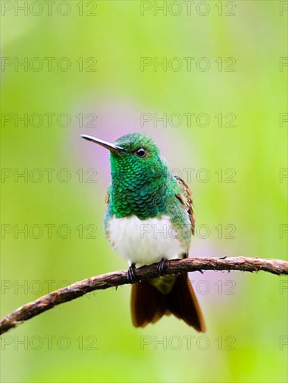 Snowy-bellied hummingbird