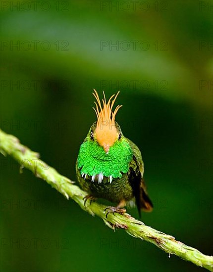 Rufous-crested Coquette