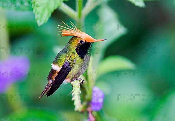 Rufous-crested Coquette