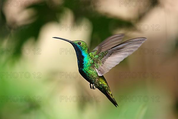 Black-breasted Mango Hummingbird