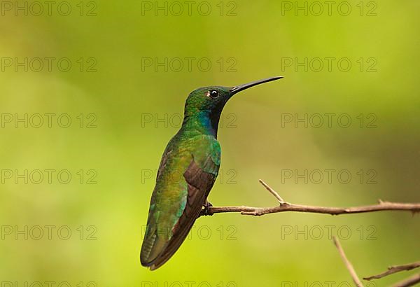 Black-throated mango