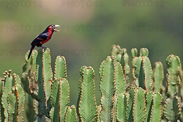 Double-toothed barbet