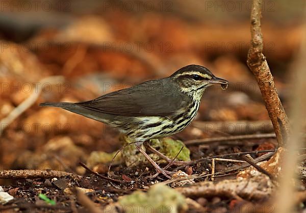 Northern Waterthrush