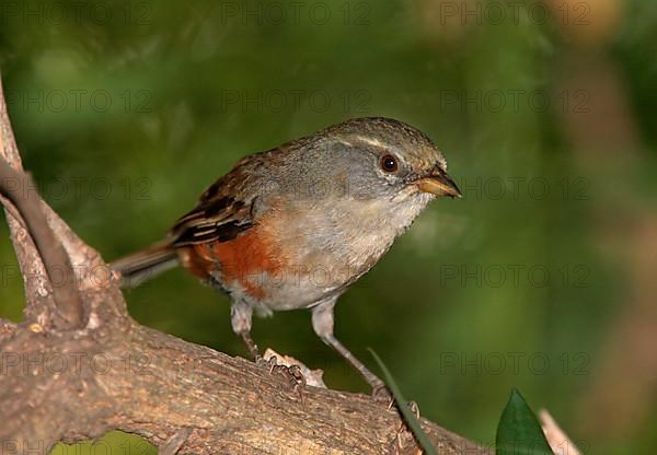 Grey-throated Bunting