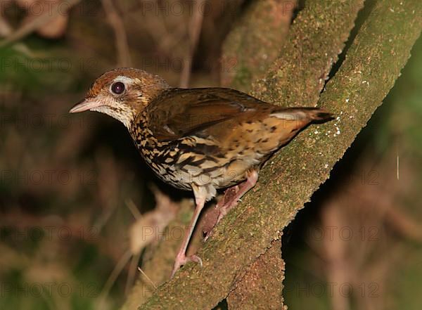 Stripe-breasted Ant-thrush