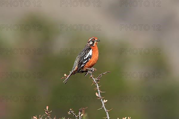 Rufous-tailed Plantcutter