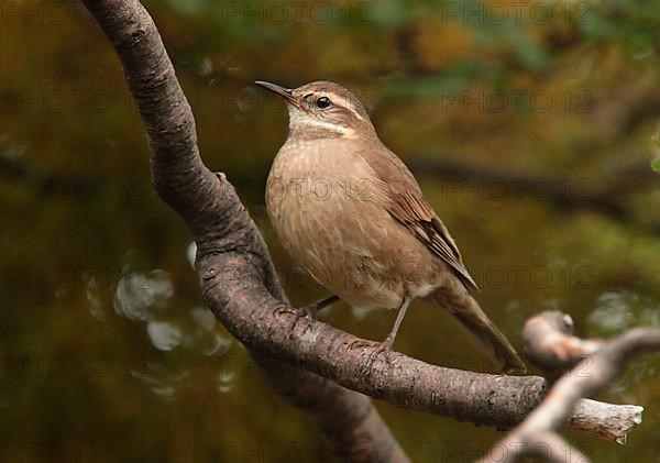 Grey-sided Cinclodes