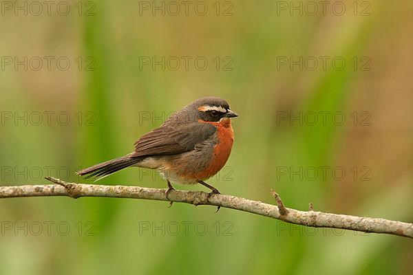 Red-breasted Warbling Finch