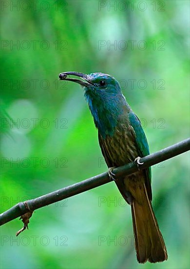 Blue-bearded Bee-eater