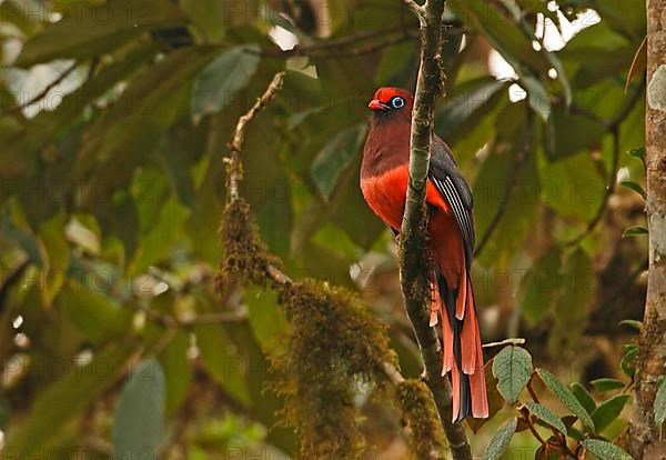 Ward's Trogon