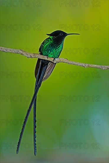 Black-billed Streamertail