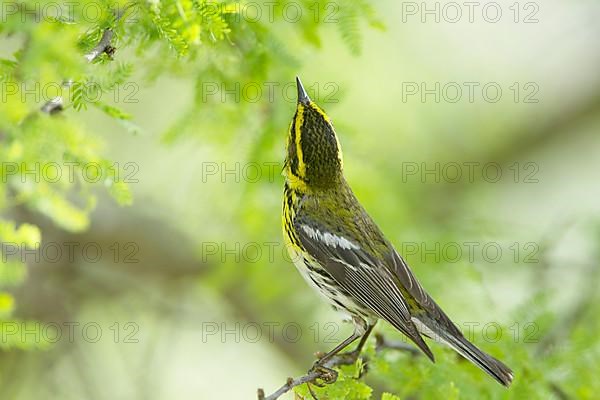 Townsend's Warbler