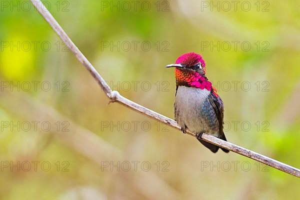 Bee hummingbird