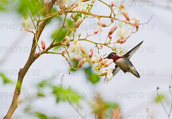 Bee hummingbird